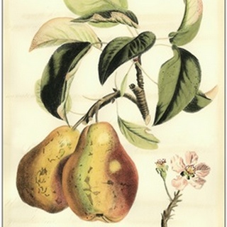 Printed Tuscan Fruits IV