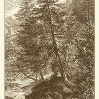 Sepia Larch Tree