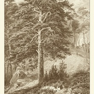 Sepia Wild Pine