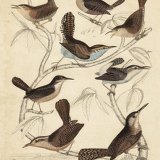 Avian Habitat VI