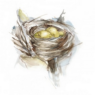 Bird Nest Study III