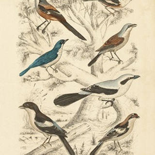Avian Habitat V