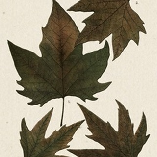 Autumnal Leaves IV