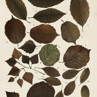 Autumnal Leaves VI