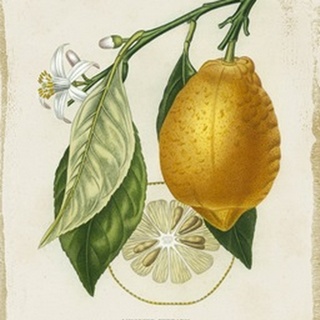 French Lemon II