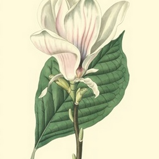Yulan Magnolia