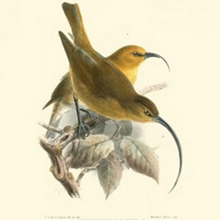 Birds in Nature II
