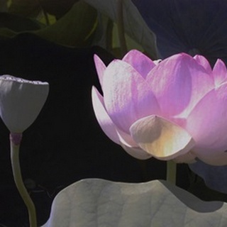 Blushing Lotus III