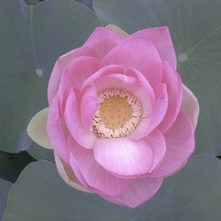 Blushing Lotus I