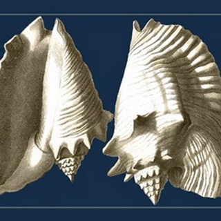 Conch Shells on Navy I