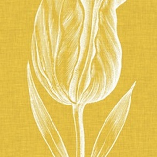 Chromatic Tulips IV