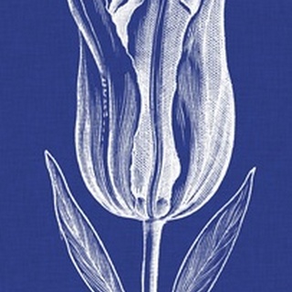 Chromatic Tulips VII