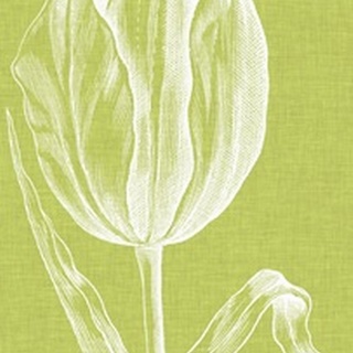 Chromatic Tulips VI