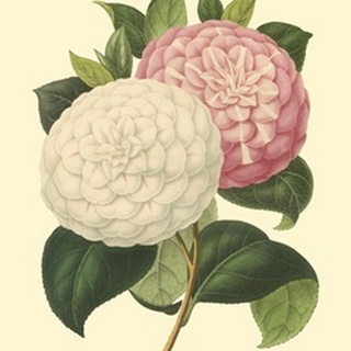 Camellia Garden IV