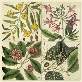 Catesby Botanical Quadrant I