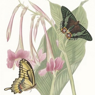 Les Papillons II