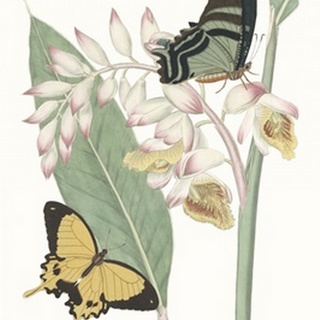 Les Papillons I