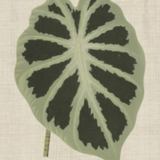 Leaves on Linen II