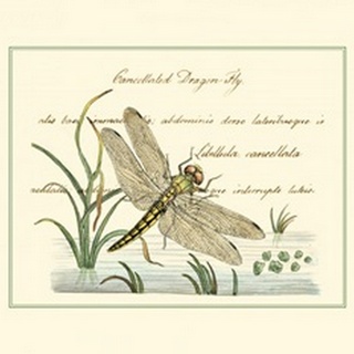 Antique Dragonfly I
