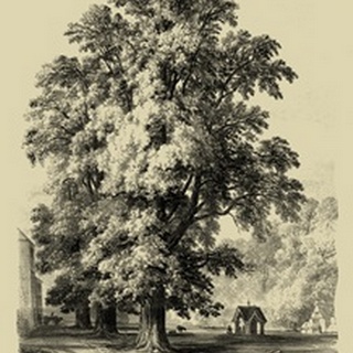The Elm Tree