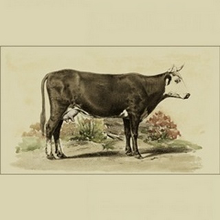 Antique Cow IV