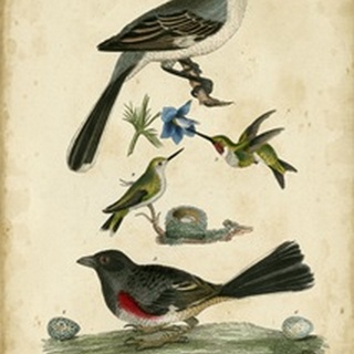 Wilson's Mockingbird