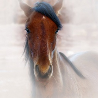 Horse Portrait I