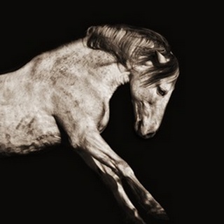 Horse Portrait IV