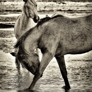 Beach Horses I