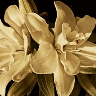 Yvoire Flower II