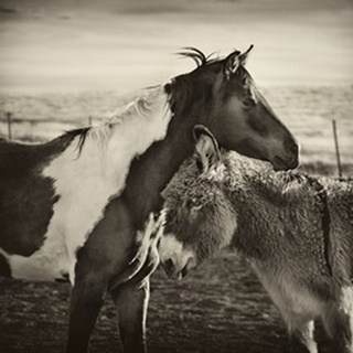 Kissing Horses II