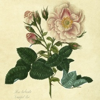 Frankfort Rose