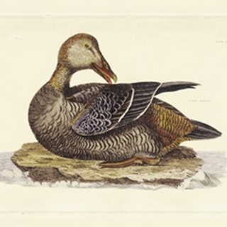 Selby Duck IV