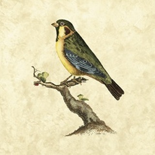 Selby Birds II