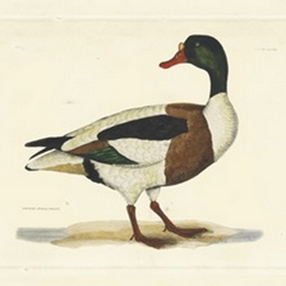 Selby Duck II