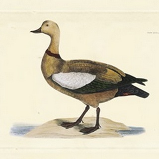 Selby Duck V