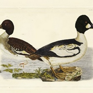 Selby Duck I