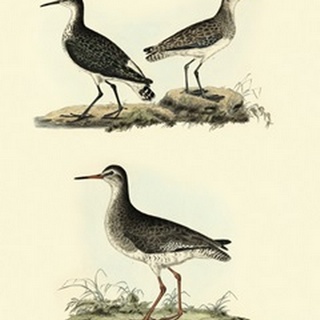Selby Sandpipers II