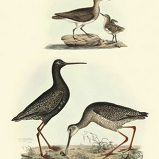 Selby Sandpipers I