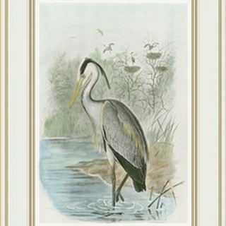 Common Heron