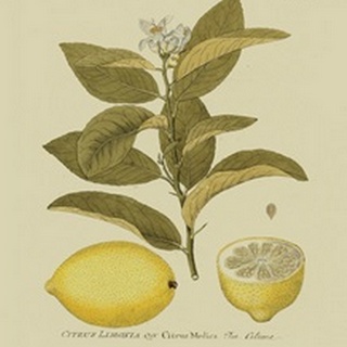 Antique Lemon