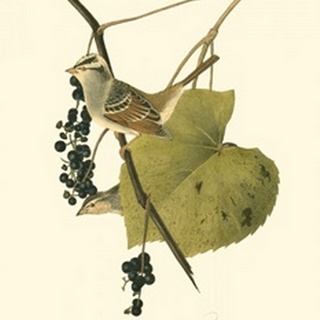Audubon's Finch