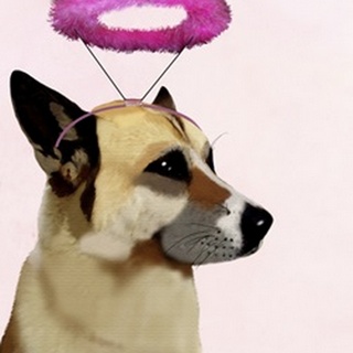 Dog with Pink Halo