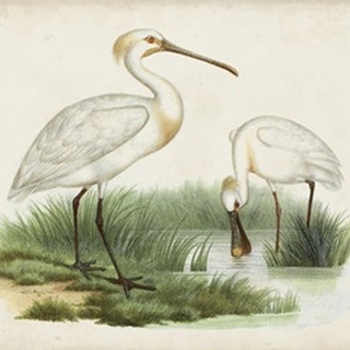Antique Waterbirds III