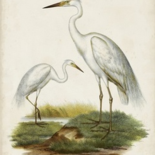 Antique Waterbirds V