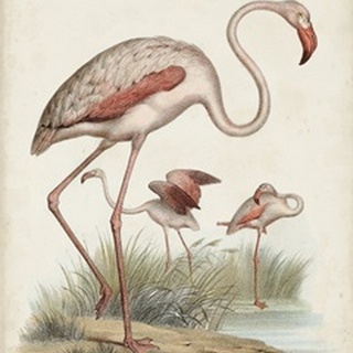 Antique Waterbirds IV