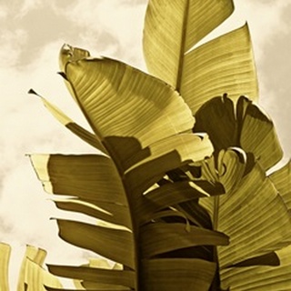Palm Fronds IV