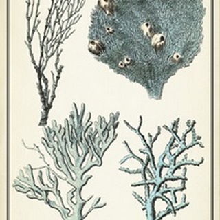 Oversize Coral Species II