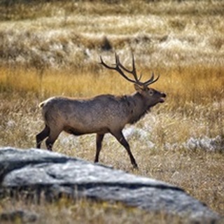 Elk Study II