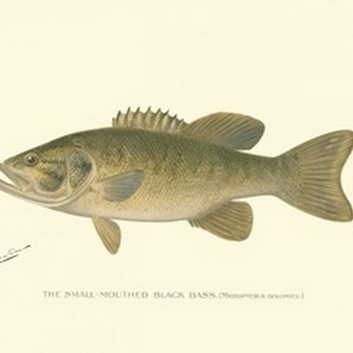 Small-mouthed Black Bass